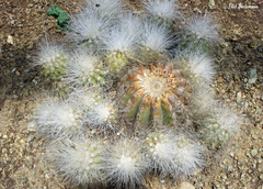 Copiapoa