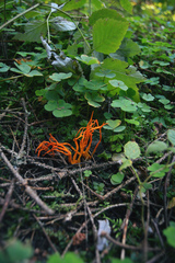 Calocera viscosa