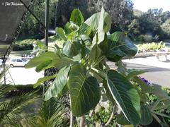 Dendroseris litoralis