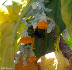 Dendroseris litoralis