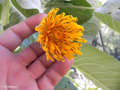 Dendroseris litoralis