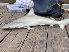 Carcharhinus isodon