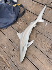 Carcharhinus isodon