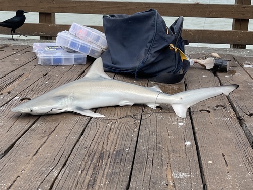 Finetooth shark (Carcharhinus isodon) — Carcharhinidae — 5