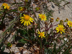 Senecio transiens