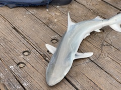 Carcharhinus isodon
