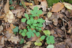 Chelidonium majus