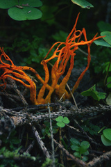 Calocera viscosa