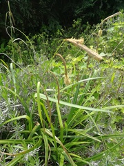 Carex pendula