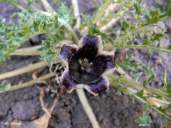 Jaborosa laciniata