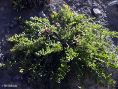 Jaborosa laciniata