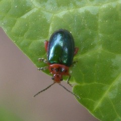 Kuschelina gibbitarsa