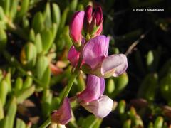 Lathyrus magellanicus