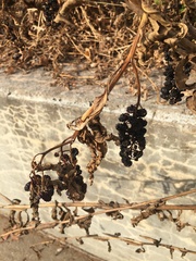 Phytolacca americana