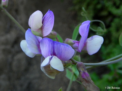 Lathyrus magellanicus