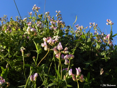Lathyrus magellanicus