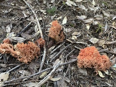 Ramaria stuntzii
