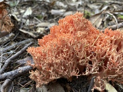 Ramaria stuntzii