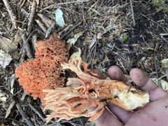 Ramaria stuntzii