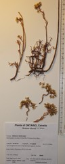Petrosedum orientale
