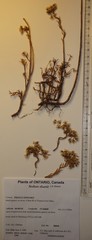 Petrosedum orientale