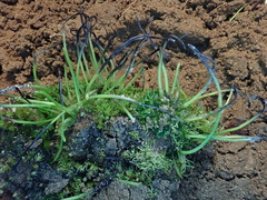 Anthoceros agrestis