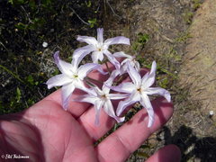 Leucocoryne ixioides