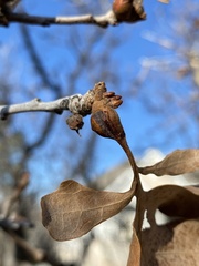 Neuroterus quercicola