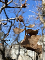 Neuroterus quercicola