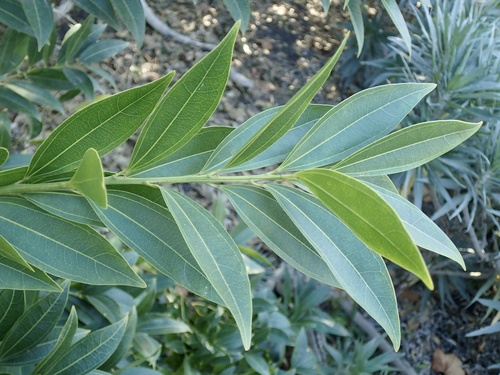 Cocculus laurifolius iNat (2)