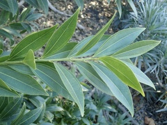 Cocculus laurifolius