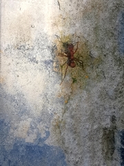 Acromyrmex coronatus