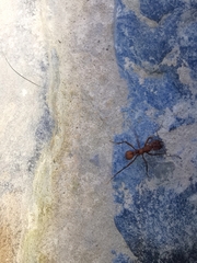 Acromyrmex coronatus