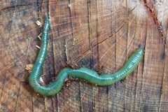 Aporrectodea smaragdina