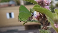 Cyanophrys herodotus