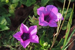 Petunia integrifolia