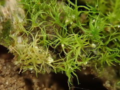 Trichodon cylindricus