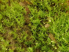 Trichodon cylindricus