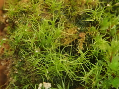 Trichodon cylindricus