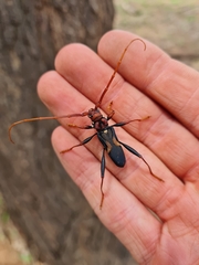 Compsomera elegantissima