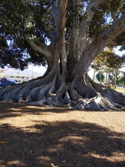 Ficus macrophylla