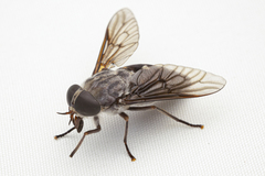 Tabanus catenatus