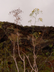 Sonchus capillaris
