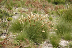 Geochloa