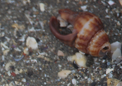 Nassarius dentifer
