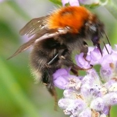 Bombus hypnorum