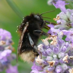 Bombus hypnorum