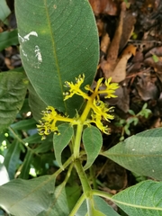 Palicourea aschersoniana