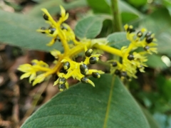 Palicourea aschersoniana