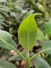 Palicourea aschersoniana